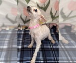 Small Photo #3 Poodle (Toy)-Unknown Mix Puppy For Sale in Pacolet, SC, USA