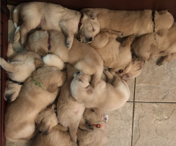 Medium Photo #2 Golden Retriever Puppy For Sale in CORONA, CA, USA