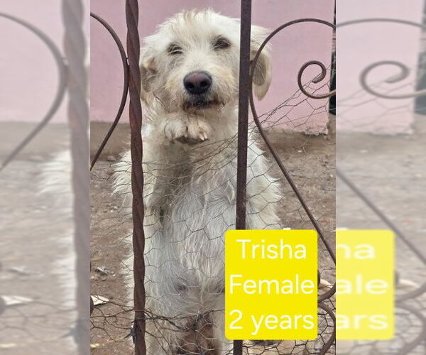 Medium Photo #6 Labrador Retriever-Unknown Mix Puppy For Sale in San Diego, CA, USA