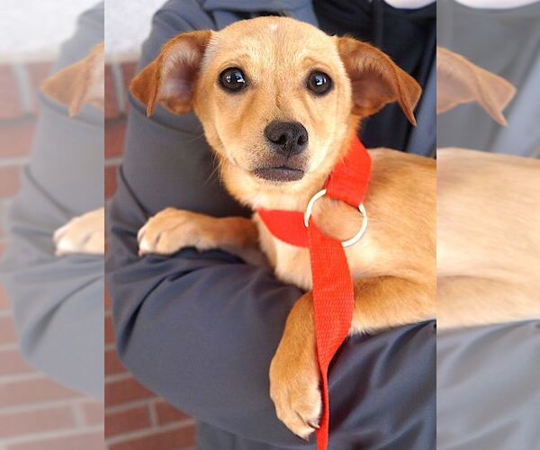 Medium Photo #1 Dachshund-Unknown Mix Puppy For Sale in Carrollton, TX, USA