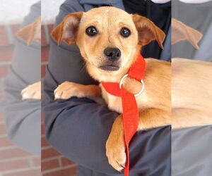 Dachshund-Unknown Mix Dogs for adoption in Carrollton, TX, USA