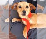 Telma - Female Dachshund-Unknown Mix Dog for Adoption - Small photo