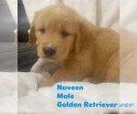 Puppy Naveen Golden Retriever