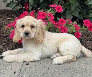 Cocker Spaniel Puppy for sale in CANOGA, NY, USA