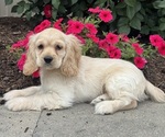 Small Cocker Spaniel