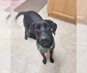 SKYMIR - Male Labrador Retriever-Unknown Mix Dog for Adoption - Photo #3
