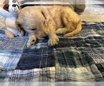 Puppy 4 Goldendoodle