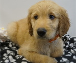 Small Photo #10 Goldendoodle Puppy For Sale in LENA, IL, USA