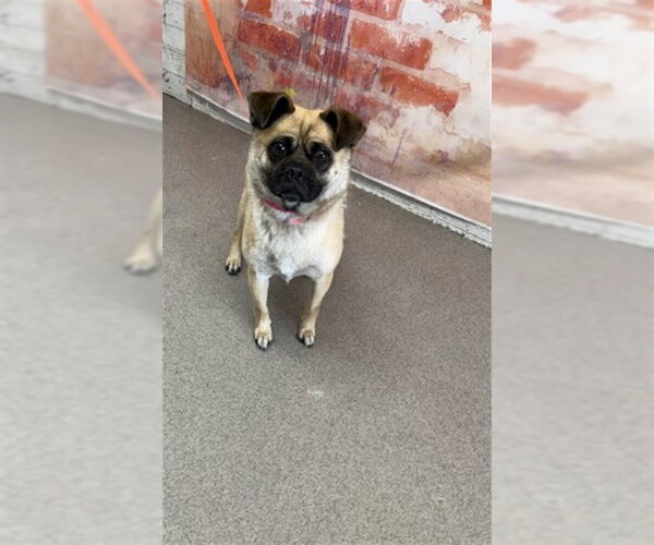 Medium Photo #1 Pug-Unknown Mix Puppy For Sale in San Bernardino, CA, USA