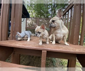 Mother of the French Bulldog puppies born on 08/14/2023