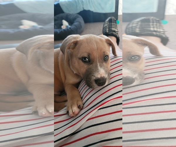 Medium Photo #6 Mutt Puppy For Sale in Sheboygan, WI, USA