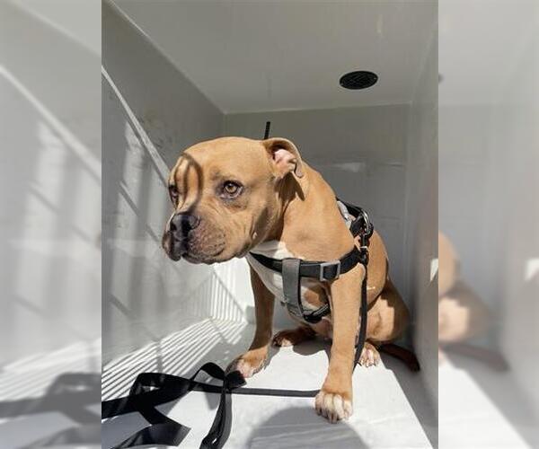 Medium Photo #1 Bullypit Puppy For Sale in Houston, TX, USA