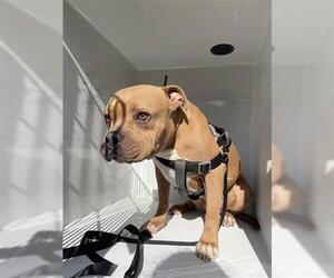 Bullypit Dogs for adoption in Houston, TX, USA