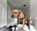 Small Bullypit