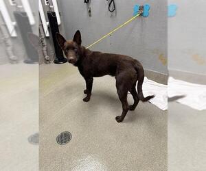 German Shepherd Dog-Unknown Mix Dogs for adoption in Las Vegas, NV, USA