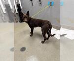 Small German Shepherd Dog Mix