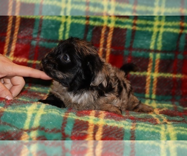 Medium Photo #4 Yorkiepoo mix (+ Poodle Toy) Puppy For Sale in DYERSBURG, TN, USA