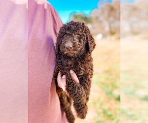 Goldendoodle Puppy for Sale in ROCKY MOUNT, North Carolina USA