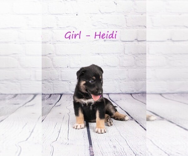 Medium Photo #3 German Shepherd Dog-Wolf Hybrid Mix Puppy For Sale in SAN DIEGO, CA, USA