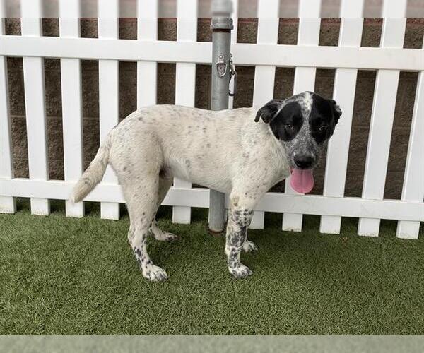 Medium Photo #1 Border Collie-Unknown Mix Puppy For Sale in Modesto, CA, USA