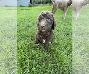 Labradoodle Puppy for sale in NORWICH, NY, USA