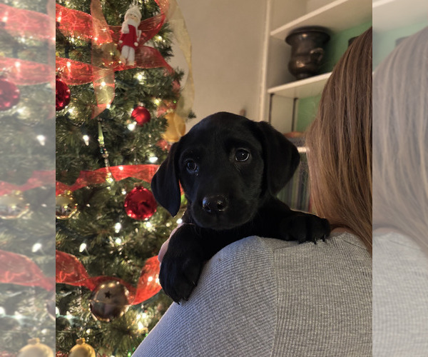 Medium Photo #10 Labrador Retriever Puppy For Sale in BREWSTER, WA, USA