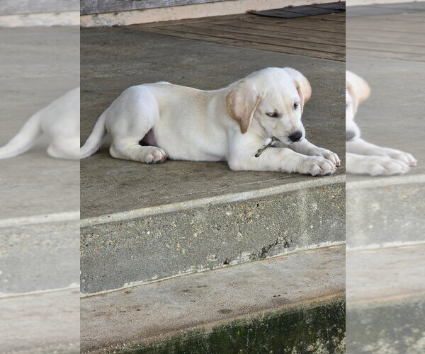 Medium Photo #5 Great Dane-Labrador Retriever Mix Puppy For Sale in Bullard, TX, USA