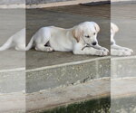 Small #4 Great Dane-Labrador Retriever Mix