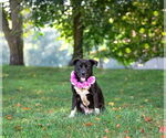 Small #2 Labrador Retriever Mix