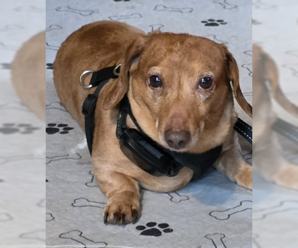 Medium Photo #2 Dachshund Puppy For Sale in Fruitland, SC, USA