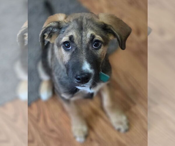 Medium Photo #3 Mutt Puppy For Sale in Clarkston, MI, USA