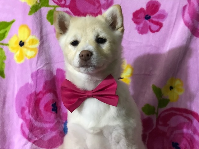Medium Photo #6 Pom-Shi Puppy For Sale in HONEY BROOK, PA, USA