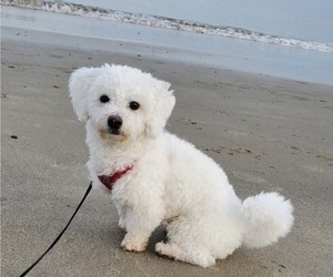 Bichon Frise Puppy for sale in HENRICO, VA, USA