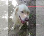 Small #5 Great Pyrenees