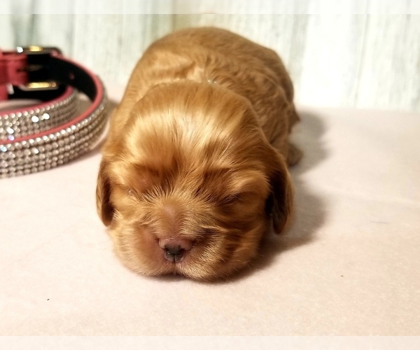 Medium Photo #2 Cocker Spaniel Puppy For Sale in TERRY, MS, USA