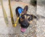 Small #1 German Shepherd Dog