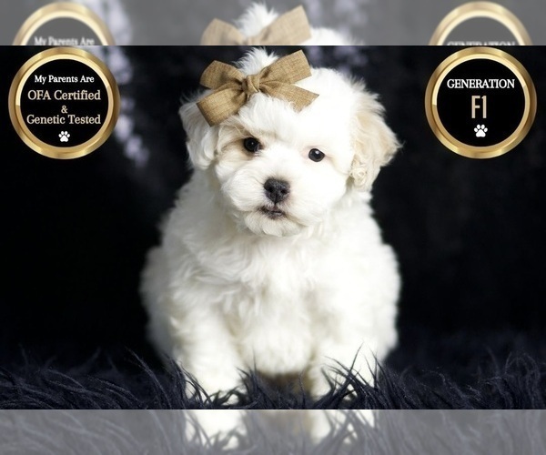 Medium Photo #136 Maltipoo Puppy For Sale in WARSAW, IN, USA