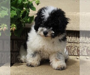 Poodle (Miniature) Puppy for sale in FREDERICKSBURG, OH, USA
