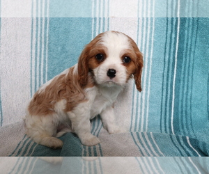 Cavalier King Charles Spaniel Puppy for sale in SHILOH, OH, USA