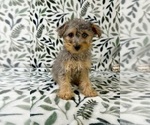 Small #3 YorkiePoo
