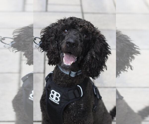 Medium Photo #3 Poodle (Standard)-Unknown Mix Puppy For Sale in Oakhurst, NJ, USA