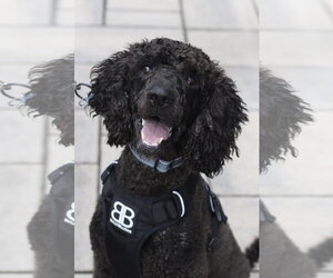 Lucky- very handsome boy - Male Poodle (Standard)-Unknown Mix Dog for Adoption - Photo #3