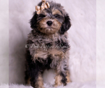 Small Photo #101 Goldendoodle (Miniature) Puppy For Sale in WARSAW, IN, USA