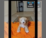 Dice - Male Havapoo Puppy for Sale - Photo #3