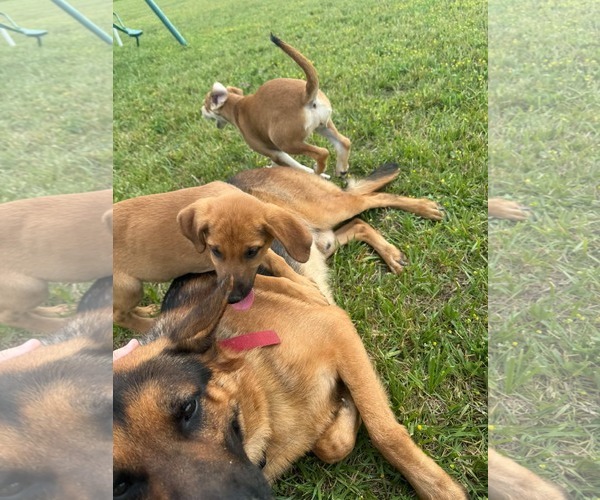 Medium Photo #4 German Shepherd Dog-Unknown Mix Puppy For Sale in Hinton, WV, USA