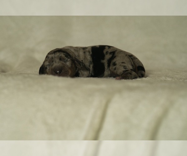 Medium Photo #7 Dachshund Puppy For Sale in NEVADA CITY, CA, USA