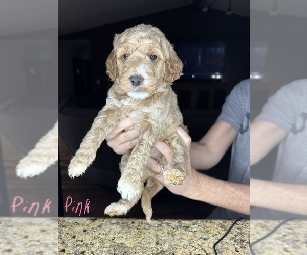 Medium Photo #2 Goldendoodle (Miniature) Puppy For Sale in BRKN ARW, OK, USA