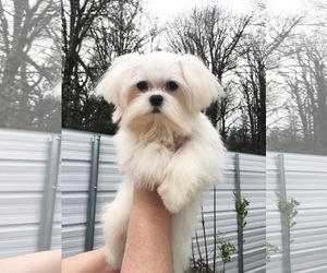 Maltese Puppy for sale in MARYSVILLE, WA, USA