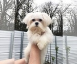 Small Photo #1 Maltese Puppy For Sale in MARYSVILLE, WA, USA