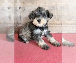 Image preview for Ad Listing. Nickname: Litter of 8